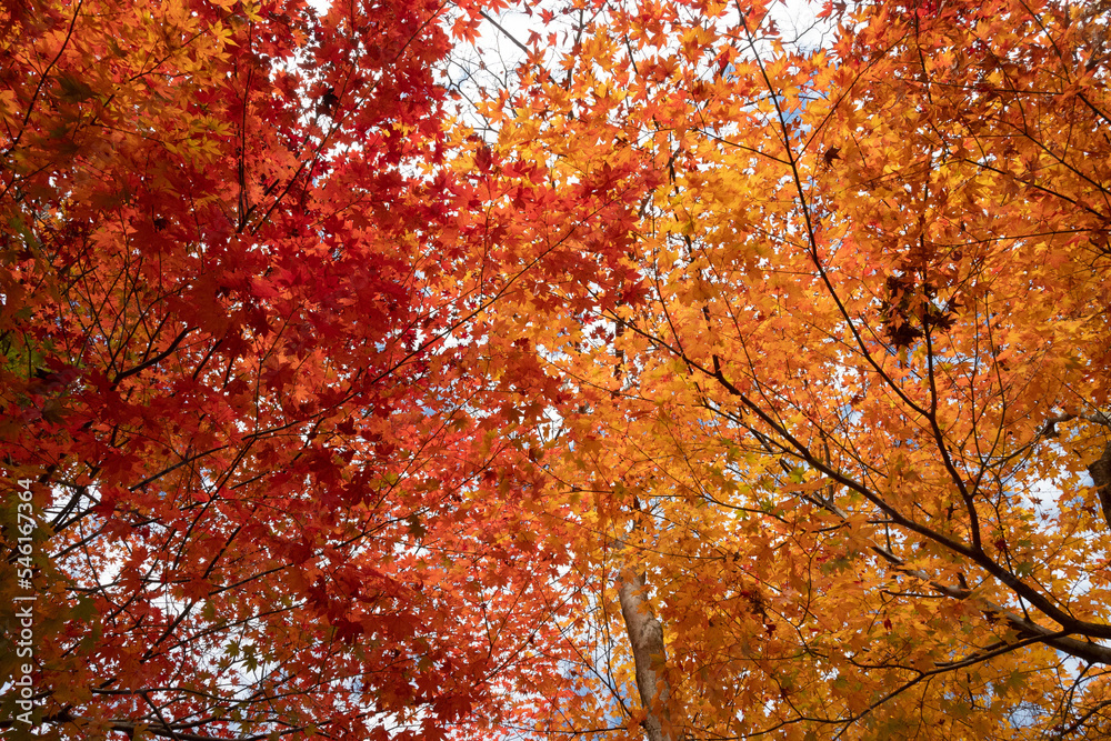 冷え込み強く紅深く 冷え込み強く紅深く