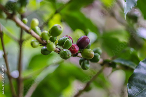 Fototapeta Naklejka Na Ścianę i Meble -  berries of a tree on a bush coffie