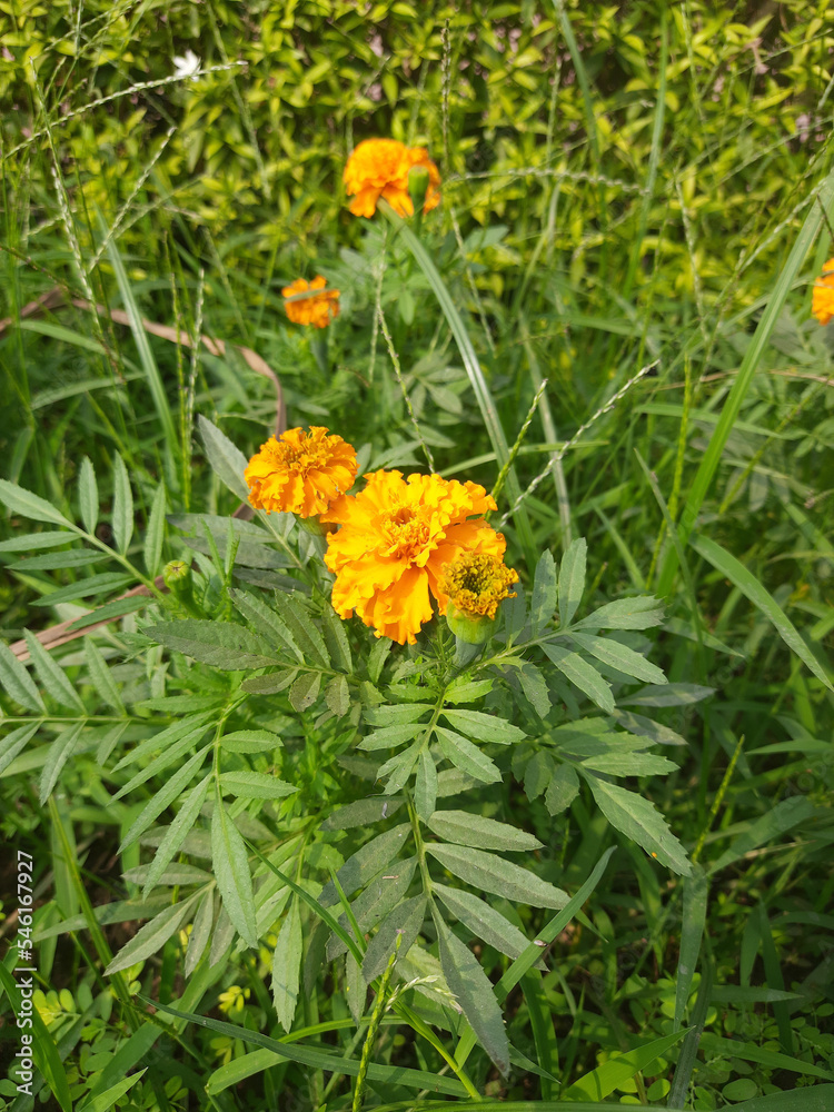 flowers in the garden flowers in the garden