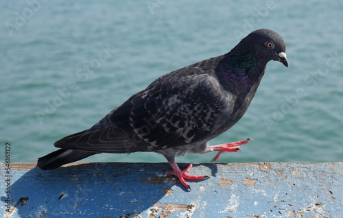 Pigeon on the San Clemente Pier in Orange County, California, USA