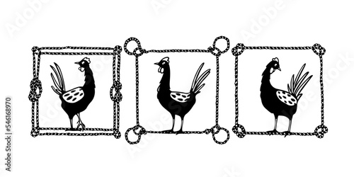 Vector card with hand drawn cute proud chickens in nautical rope frames. Beautiful ink drawing, heavy contour, graphic style. Perfect elements for food or farming logo design.