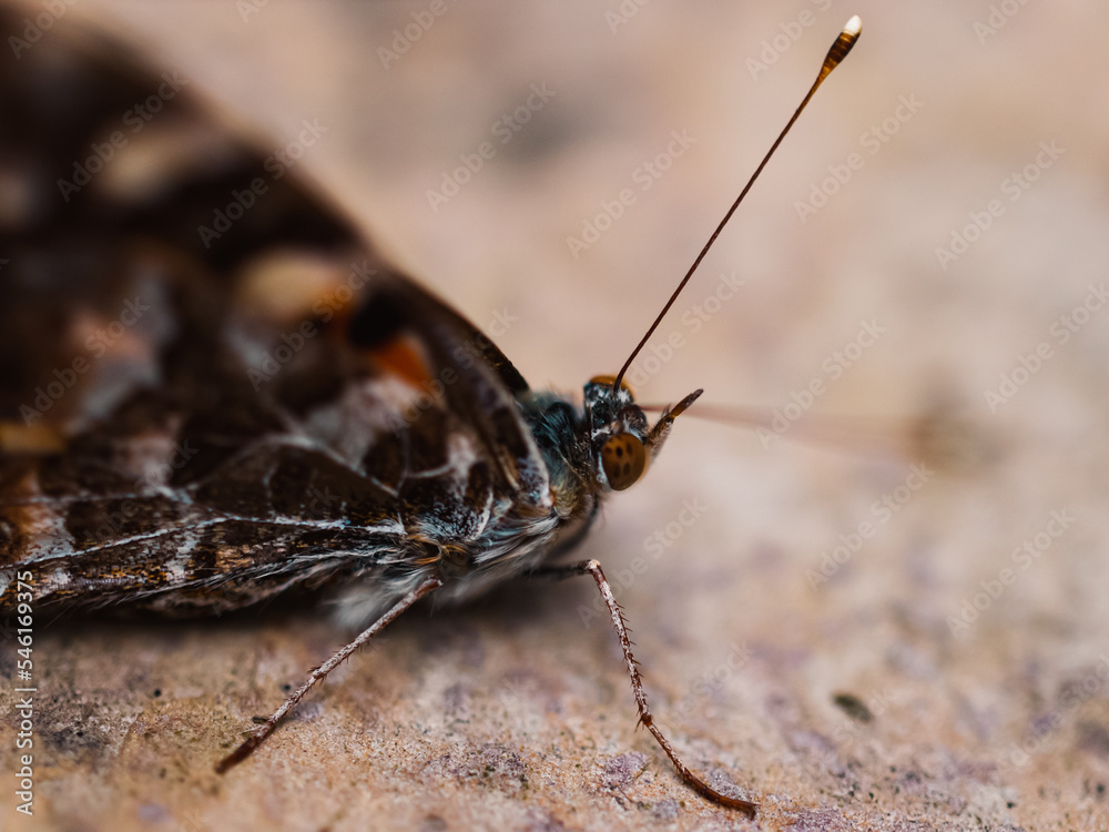 Fototapeta premium butterfly on the ground