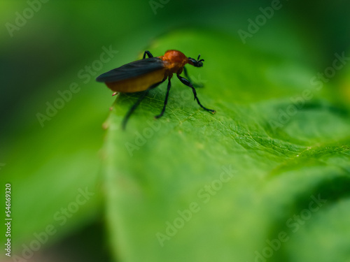 Insect on a green leaf © Thanh