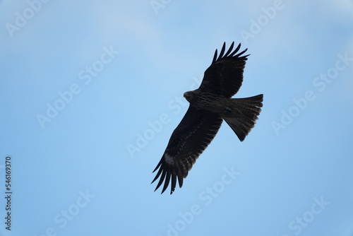 black kite in flight © Matthewadobe