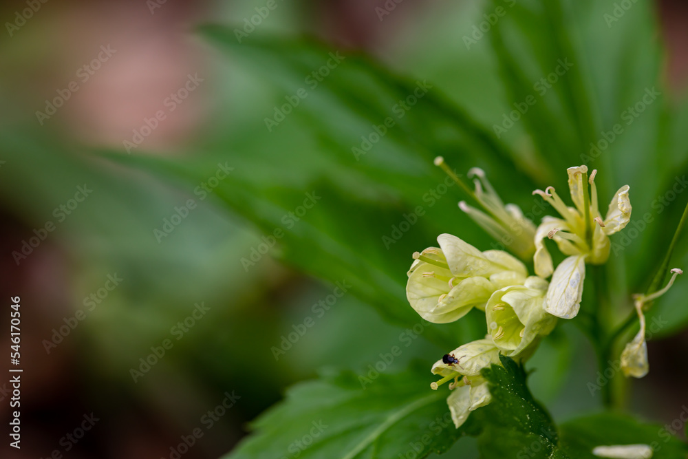 Obraz premium Cardamine enneaphyllos flower growing in meadow, close up