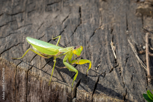 Portrait of Mantis, Completion of Life Cycle, October. Mantodea. Praying mantis on an old big tree stump on sunny autumn day