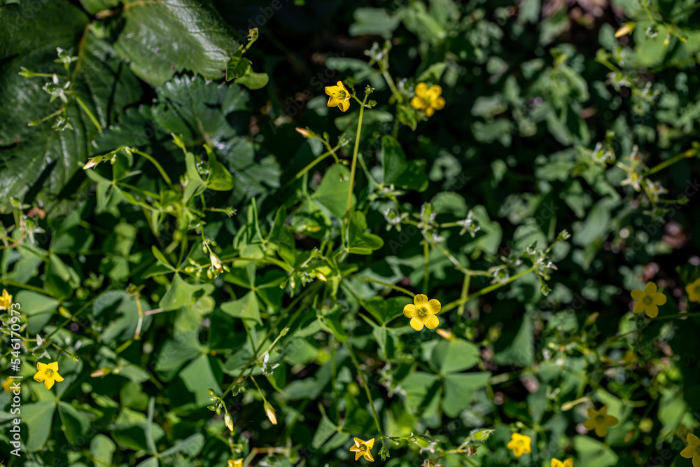 Oxalis dillenii flower growing in meadow Oxalis dillenii flower growing in meadow
