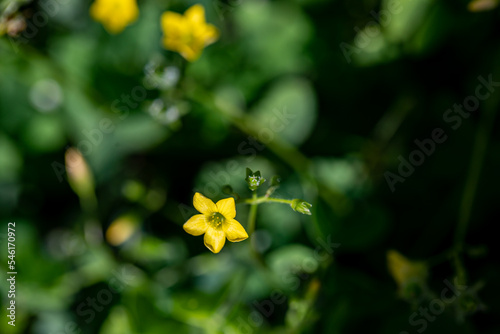 Oxalis dillenii flower growing in meadow	 photo