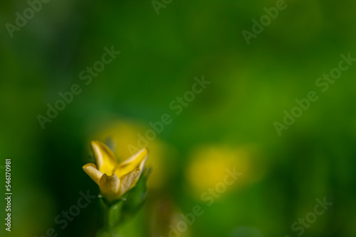 Oxalis dillenii flower growing in meadow	 photo