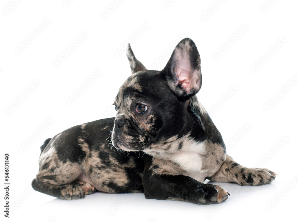 puppy french bulldog puppy french bulldog