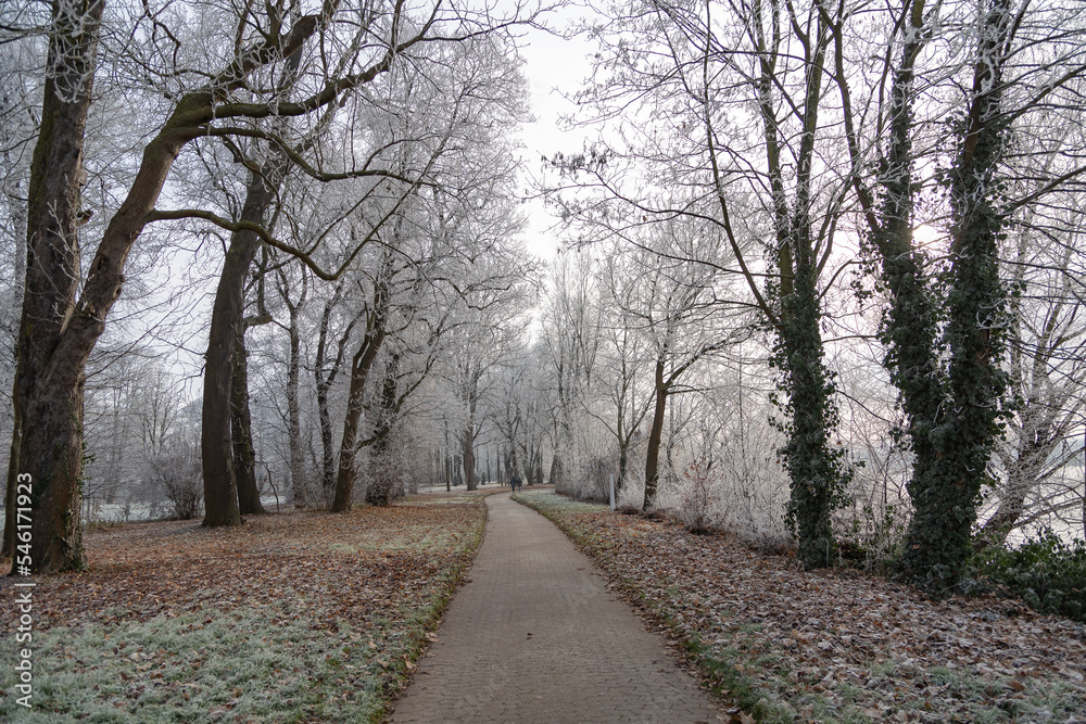 Hoar frost on trees and grass in a park with a footpath