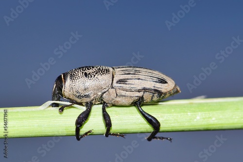 Hunting Billbug (Sphenophorus venatus vestitus) feeding from a plant stem with copy space. Considered environmental pests in the USA. photo