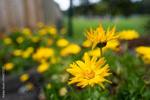 lavender and yellow flowers in a garden