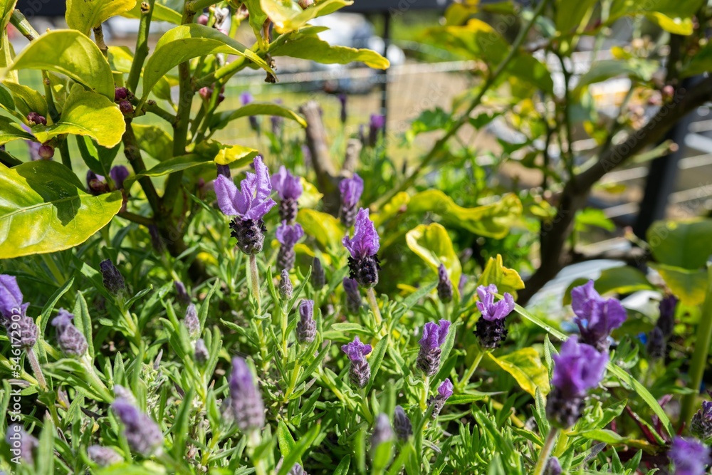 lavender and yellow flowers in a garden lavender and yellow flowers in a garden