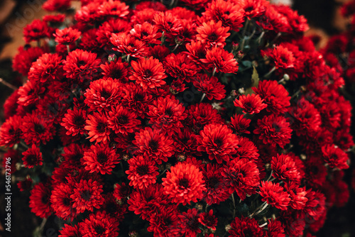 red and yellow chrysanthemums