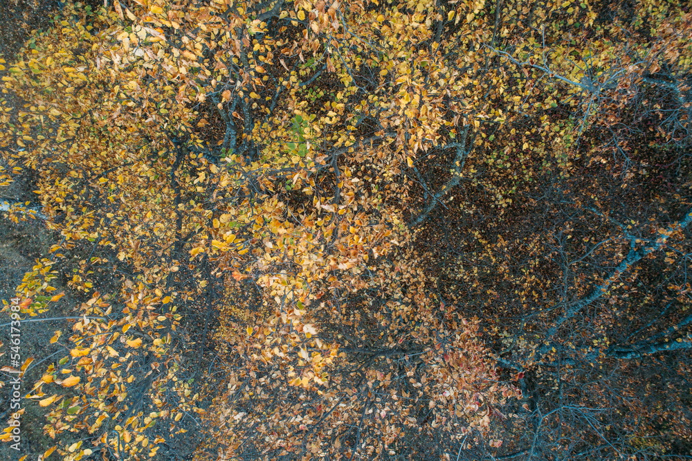 Aerial forest shot. Nature parkland. Brown orange yellow tree foliage Aerial forest shot. Nature parkland. Brown orange yellow tree foliage