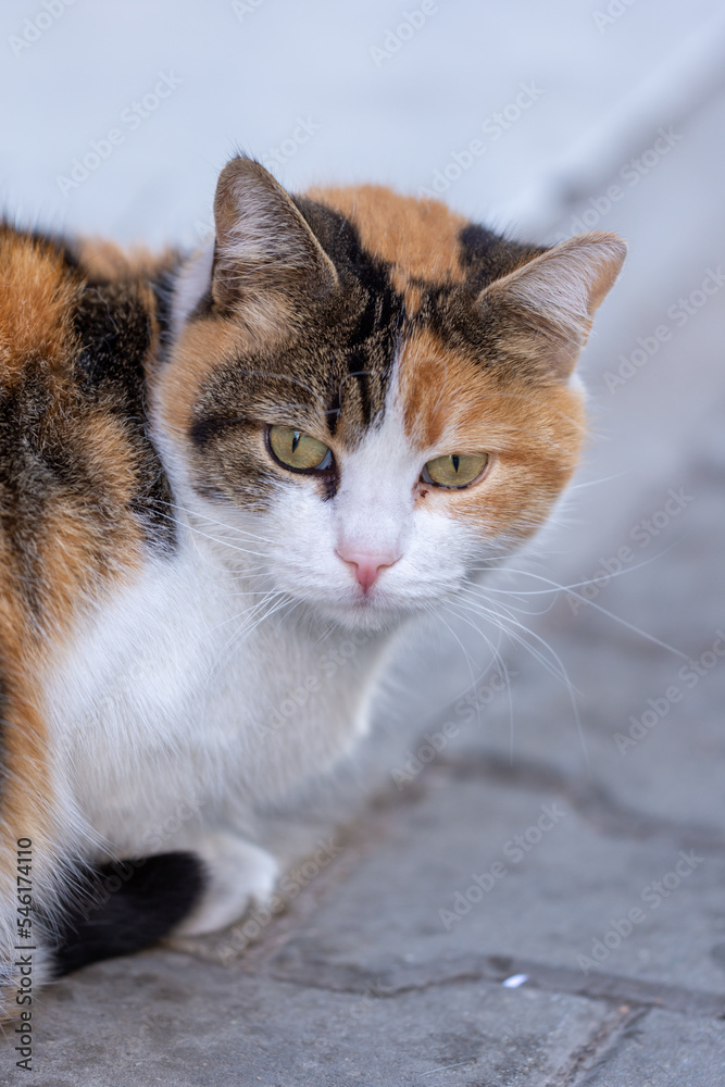 close up portrait of a cat close up portrait of a cat