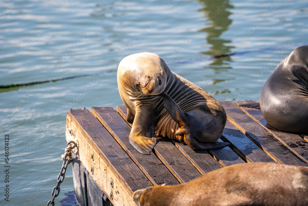 Fototapeta premium Sea lion at pier in San Francisco. 