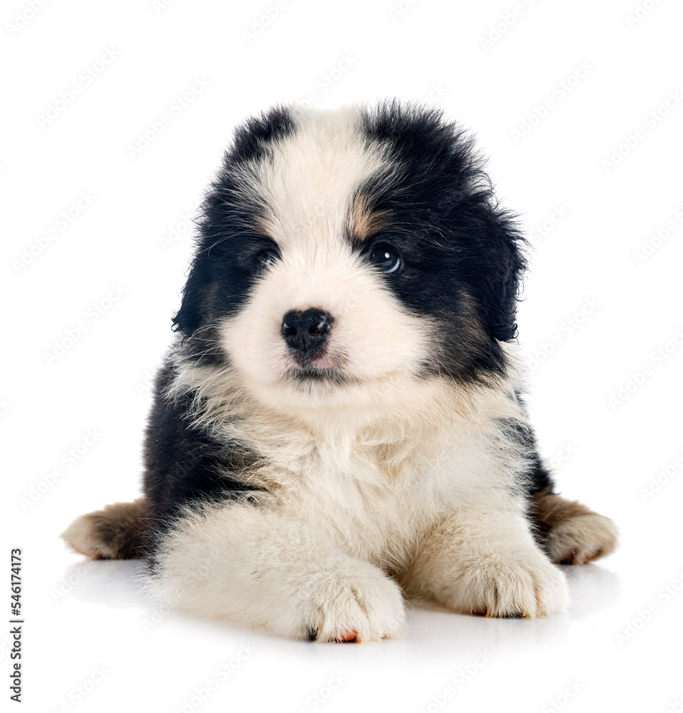 Fototapeta premium Miniature American Shepherd