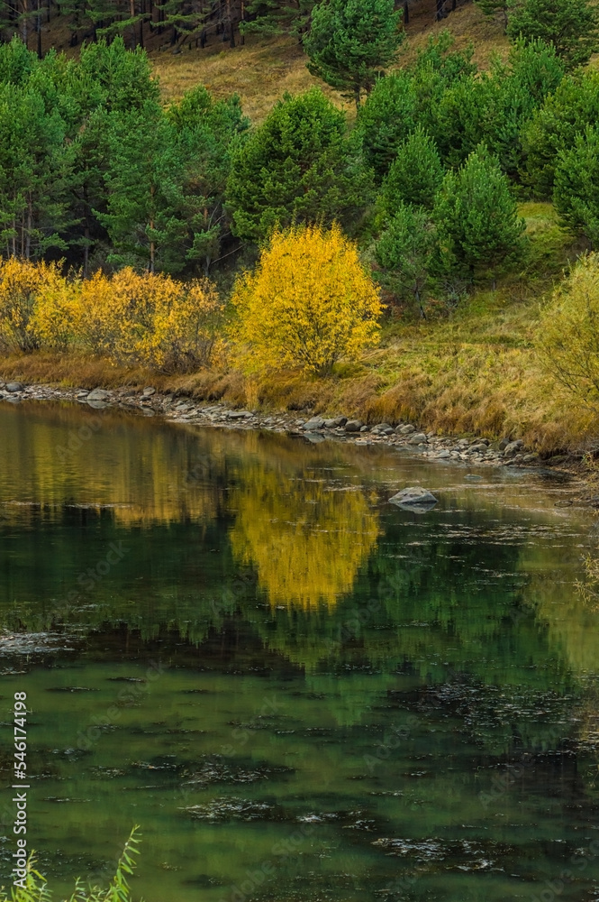 Autumn landscape. A bush with yellow foliage is reflected in the calm expanse of green water. Nature of Eastern Siberia. Autumn landscape. A bush with yellow foliage is reflected in the calm expanse of green water. Nature of Eastern Siberia.