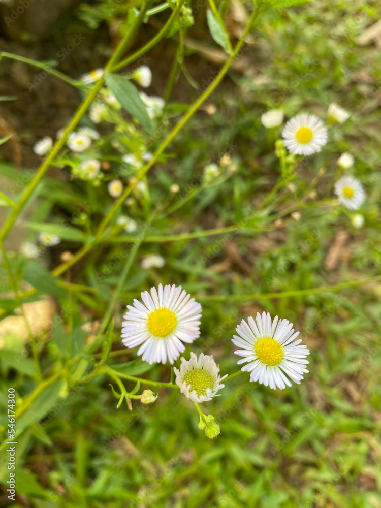 daisy Flower daisy Flower