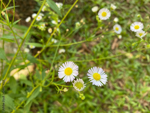 daisy Flower