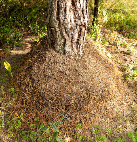 Large anthill near a tree in the forest.