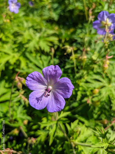 Close-up of a geranium pratense flower, geranium pratense grows in a green meadow. Vertical