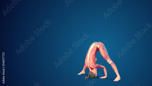3D human Prasarita padottanasana wide-stance forward bend yoga pose on blue background