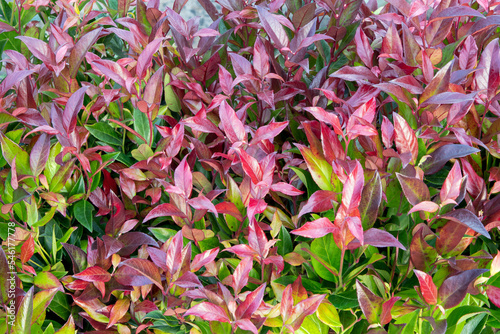 Scarletta fetterbush (Leucothoe fontanesiana 'Zeblid')  photo