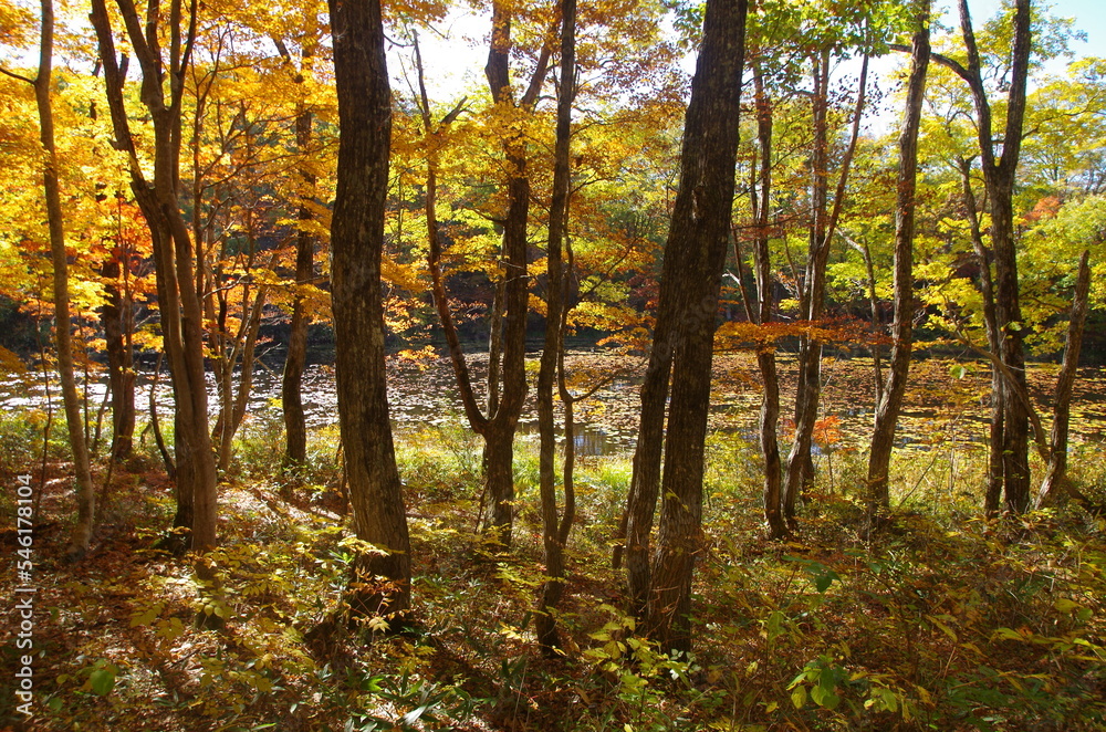 矢ノ原湿原　秋の木々