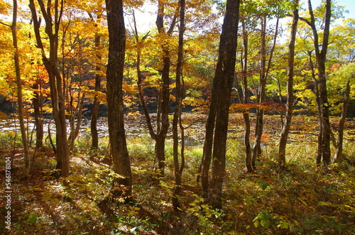 矢ノ原湿原 秋の木々