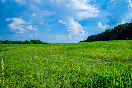 Green meadow with forest horizon and cloudy sky. Green meadow grass. Sky horizon. Overcast sky. Forest trees. Sunlight. Summer clear day. Beautiful landscape. Travel business. Outdoors.