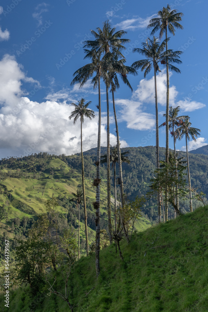 Wax palm trees, native to the humid montane forests of the Andes, towering the landscape of Cocora Valley at Salento, among the coffee zone of Colombia