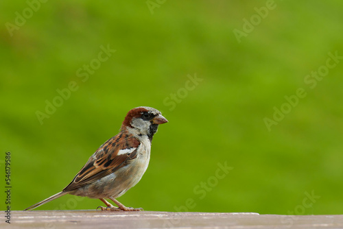 Fantastic portrait of a bird on a table with a green background