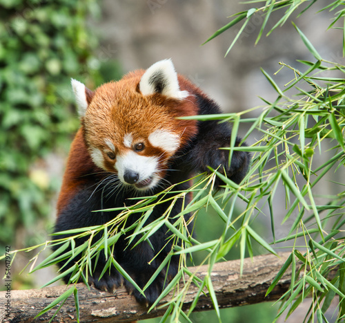 red panda eating bamboo leaves
