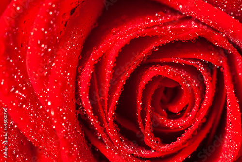macro photography of red rose bud petals with water drops close up from top view
