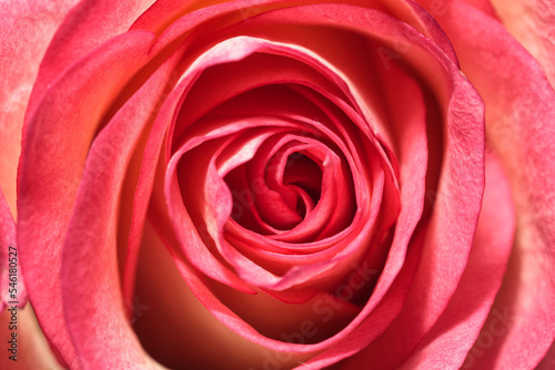 macro photography of pink rose bud petals close up from top view