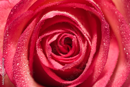 macro photography of pink rose bud petals with water drops close up from top view