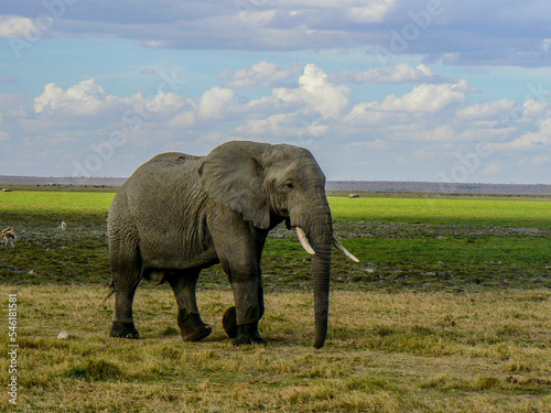 Side view of an elephant in the savannah
