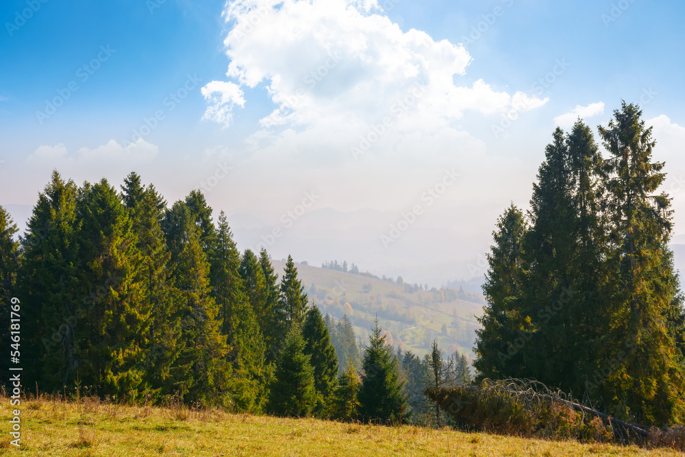 coniferous forest on the hill. rural valley in the distance. sunny afternoon with fluffy clouds on the sky. carpathian countryside landscape in evening light