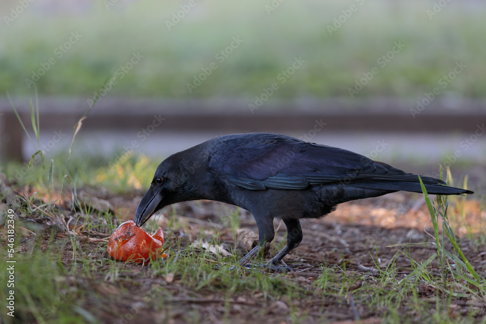 Obraz premium 落ちた柿を啄むカラス