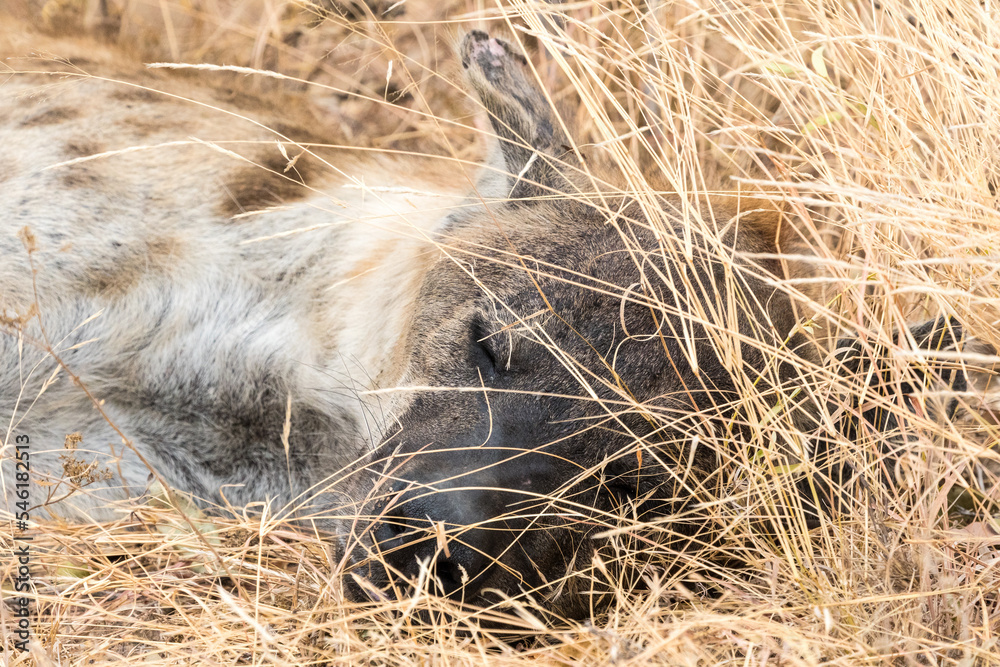 Spotted Hyena (Crocuta crocuta) closeup face and head lying down in the grass in the wild Kruger national park, South Africa Spotted Hyena (Crocuta crocuta) closeup face and head lying down in the grass in the wild Kruger national park, South Africa