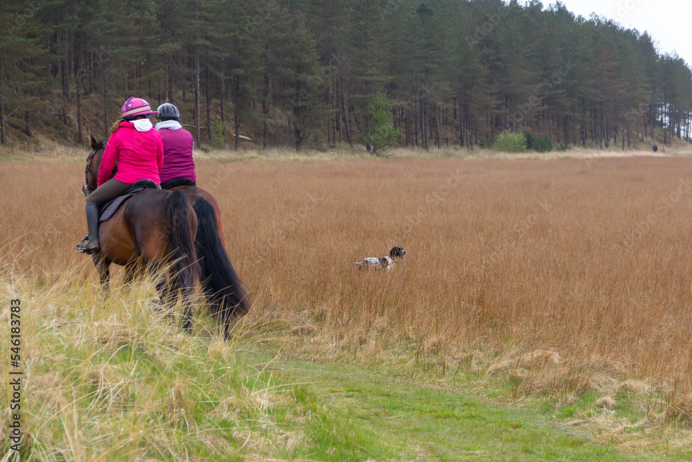 Two women riding their horses in meadow along side forests in rural Wales, with their spaniel dog enjoying the exercise as well, a perfect day. Two women riding their horses in meadow along side forests in rural Wales, with their spaniel dog enjoying the exercise as well, a perfect day.