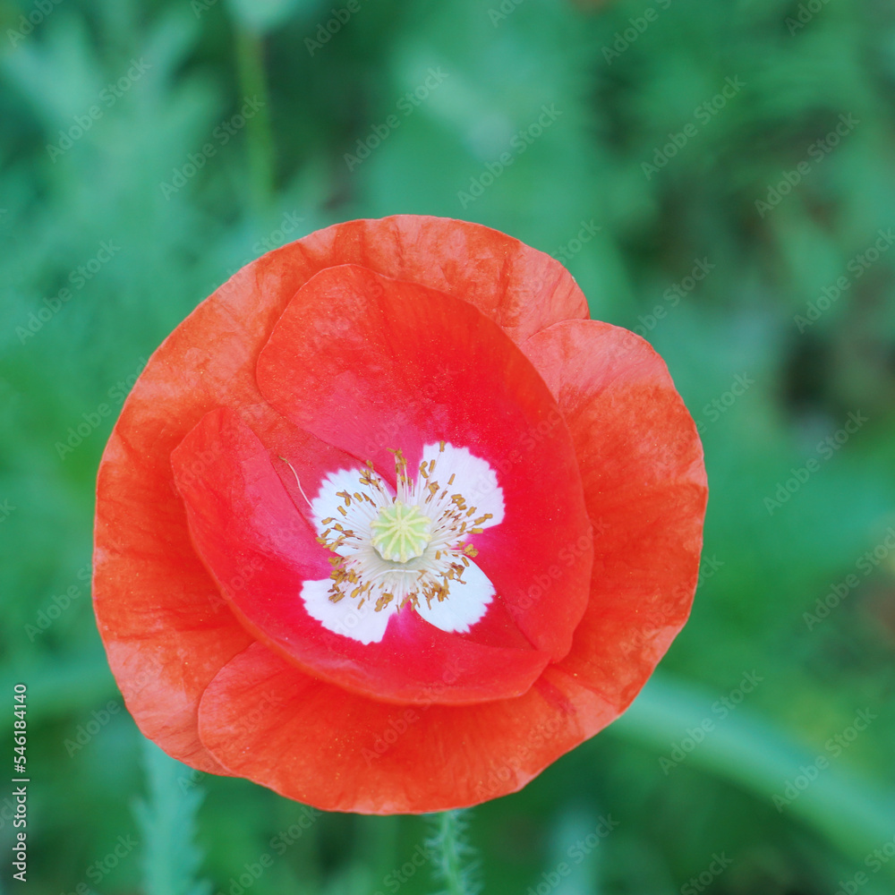Red poppy flower on the garden bed. Top view