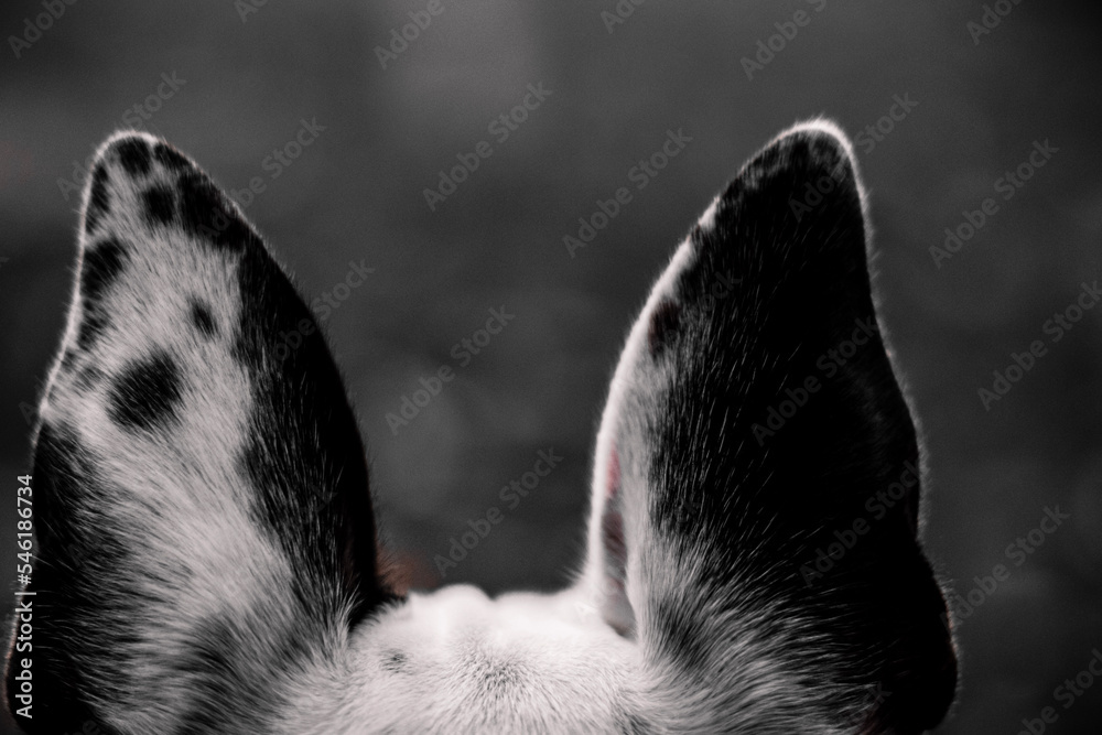 Black and White Dog Ears Stock Photo | Adobe Stock