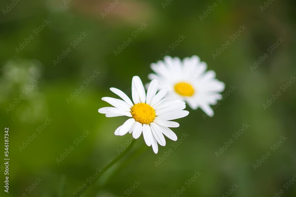White daisy flower on green nature background. White daisy flower on green nature background.