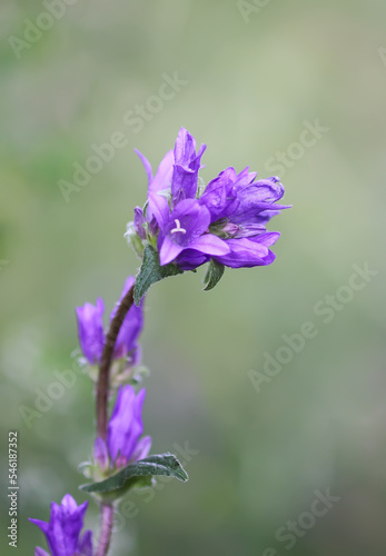 Summer purple wildflower close up. Campanula glomerata Superba flowers.