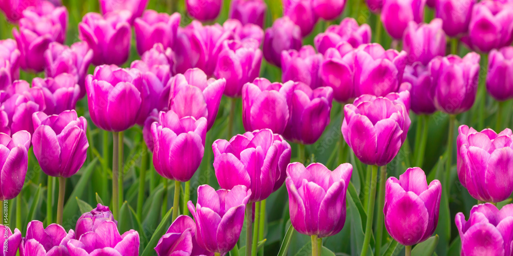 Blooming Tulips. Spring floral background. Field of bright beautiful tulips close-up. Pink and purple tulips at a flower festival in Holland. long banner Blooming Tulips. Spring floral background. Field of bright beautiful tulips close-up. Pink and purple tulips at a flower festival in Holland. long banner