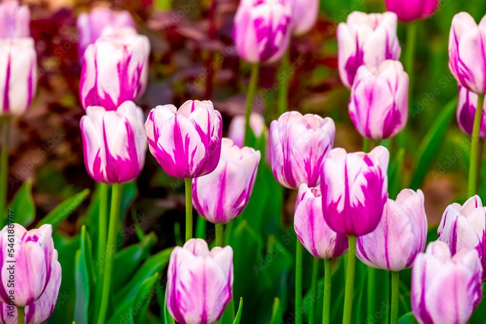 Blooming Tulips. Spring floral background. Field of bright beautiful tulips close-up. Pink and purple tulips at a flower festival in Holland. long banner